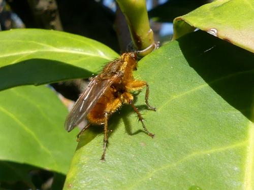 Scathophaga stercoraria